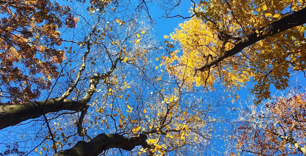 Ashley Schiff Preserve